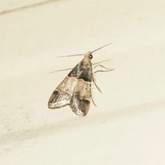 Pyralis pictalis