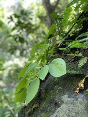 Melampodium divaricatum