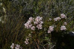 Serruria ascendens