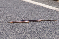 Pseudechis australis