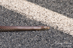 Pseudechis australis