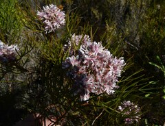 Serruria ascendens