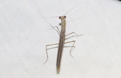 Litaneutria pacifica