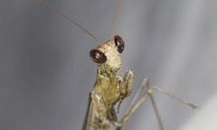 Litaneutria pacifica