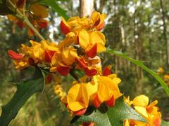 Podolobium ilicifolium