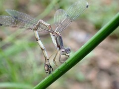 Lestes forcipatus