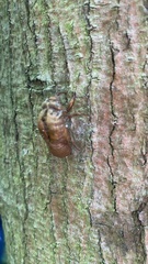 Melampodium divaricatum