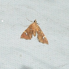 Musotima nitidalis