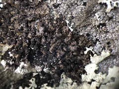 Montanelia disjuncta