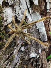 Omothymus violaceopes