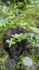 Melampodium divaricatum