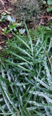 Pteris cretica