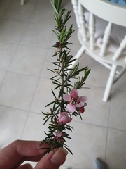 Chamelaucium uncinatum