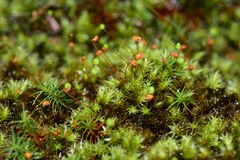 Bartramia nothostricta