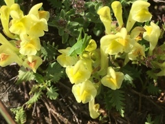 Scutellaria orientalis