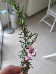 Chamelaucium uncinatum