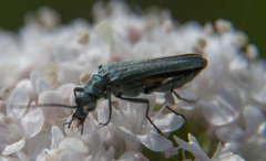 Oedemera