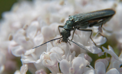 Oedemera