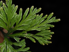 Selaginella longipinna