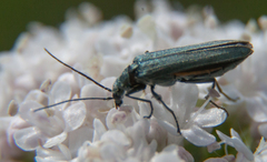 Oedemera
