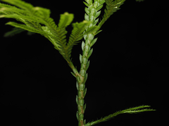 Selaginella longipinna