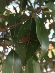 Eoophyla gibbosalis