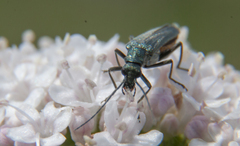 Oedemera