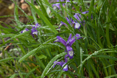 Iris ruthenica