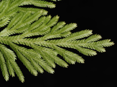 Selaginella longipinna