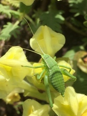 Scutellaria orientalis