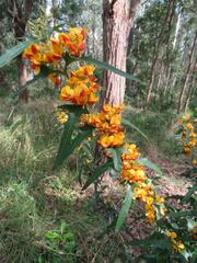 Podolobium ilicifolium