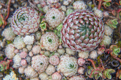 Orostachys spinosa