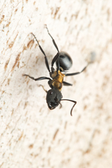 Polyrhachis ornata