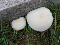 Leucoagaricus leucothites