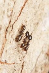Monomorium sydneyense