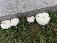 Leucoagaricus leucothites