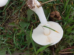 Leucoagaricus leucothites