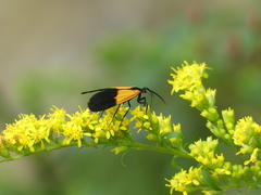 Lycomorpha pholus
