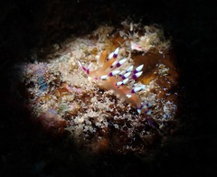 Coryphellina exoptata