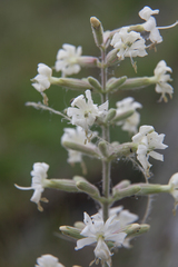 Silene viscosa