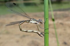 Lestes forcipatus