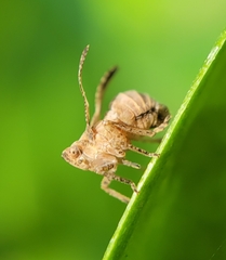 Danepteryx