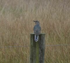 Cacomantis flabelliformis