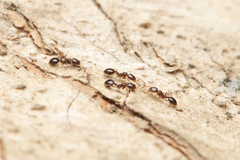 Monomorium sydneyense