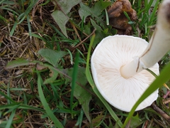 Leucoagaricus leucothites