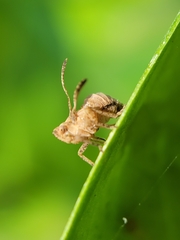Danepteryx