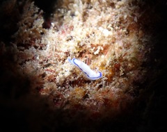 Hypselodoris peasei