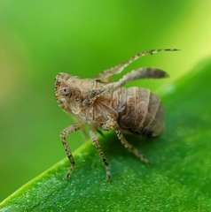 Danepteryx