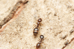 Monomorium sydneyense