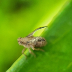 Danepteryx